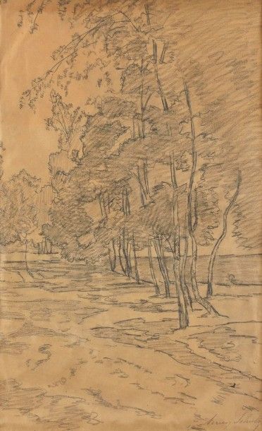 Adrien SCHULZ (1851-1931) Bouleaux Crayon Signé en bas à droite 51 x 31 cm Pencil,...