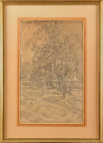Adrien SCHULZ (1851-1931) Bouleaux Crayon Signé en bas à droite 51 x 31 cm Pencil,...