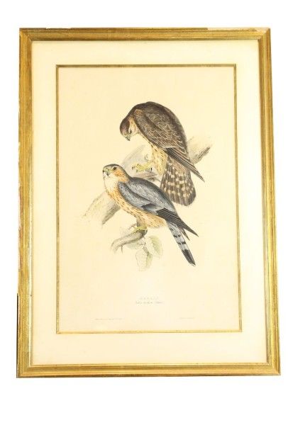  SUITE DE DIX GRAVURES ANGLAISES polychrome représentant des études d'oiseaux. XIXème...