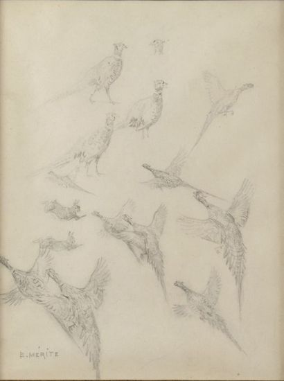 Edouard MERITE (1867-1941) Etude de faisans et de lapins Dessin aux trois crayons...