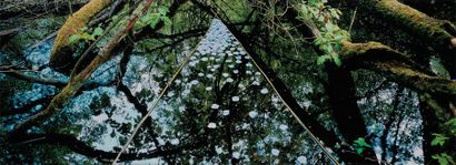 Nils UDO (né en 1937) Forêt, 2000 Tirage couleur monté sur aluminium encadré. Signé,...