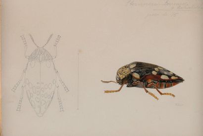 Julien VESQUE (1848-1895) Hernocera Boucardi v. Rotschildi Étude de coléoptère (grossi...