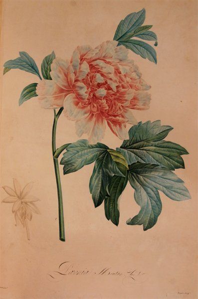 BONPLAND Aimé Jacques Alexandre Goujaud, Baron (1773-1858) Description des plantes...