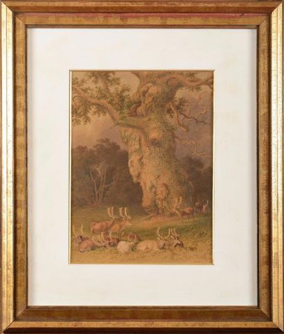 null Robert HILLS (XIX-XX) Cerfs en forêt Aquarelle Signée en bas à droite 27 x 21...