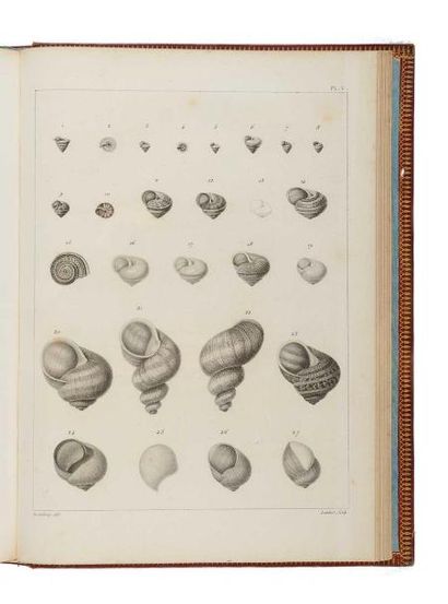 null DRAPARNAUD ( Jacques-Philippe-Raimond). Histoire naturelle des mollusques terrestres...