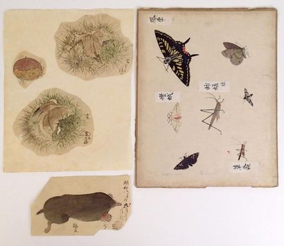 null JAPON : Trois planches de dessins à l'encre de Chine et aquarelle "Papillons...
