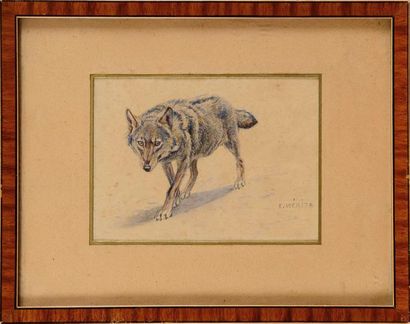 null Edouard MERITE (1867-1941) Loup marchant - Singe hurlant Deux aquarelles et...