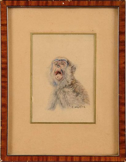 null Edouard MERITE (1867-1941) Loup marchant - Singe hurlant Deux aquarelles et...