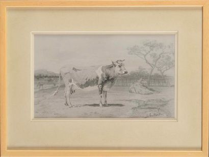 null Émile VAN MARCKE (1827-1890) Vache au pré Mine de plomb sur carte à gratter...