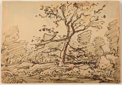 null Théodore ROUSSEAU (1812-1867) Arbres en forêt de Fontainebleau, circa 1860 Encre...