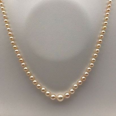 null A cultured pearl, diamond and white gold necklace.