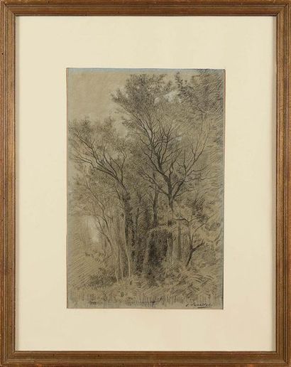 null Charles LAPOSTOLET (1824-1890) Sous-bois Crayon noir sur papier rehaussé de...