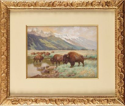 null Georges Frédéric RÖTIG (1873-1961) Bisons et paysage du Wyoming Aquarelle et...