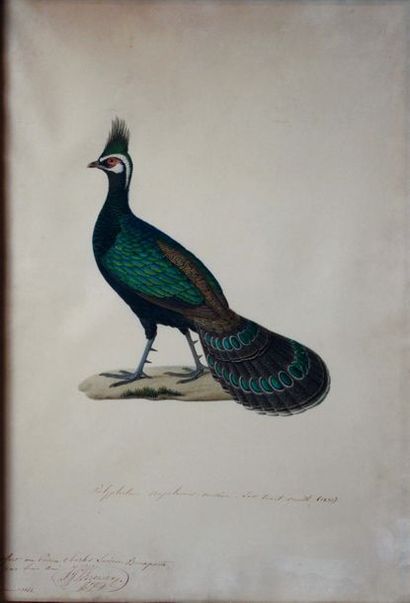 null Nicolas HUET le jeune (1770-1830) «Polyplectron Napoleonis Massina» Aquarelle...