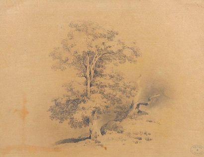 Jules Louis Philippe COIGNET (Paris, 1798 - 1860) Étude d'arbre Dessin au crayon...