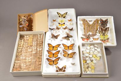null Ensemble de seize boîtes entomologiques à papillons d'Europe des maisons DEYROLLE...