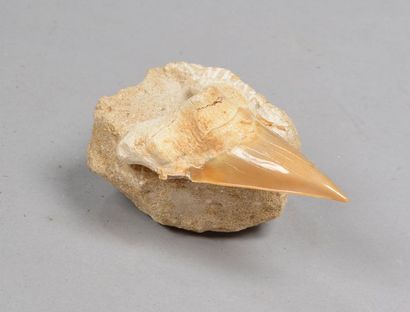 null Dent de Megalodon (Carcharodon megalodon) fossilisée.
Haut. : 6 cm - Larg. :...