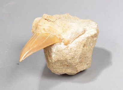 null Dent de Megalodon (Carcharodon megalodon) fossilisée.
Haut. : 6 cm - Larg. :...