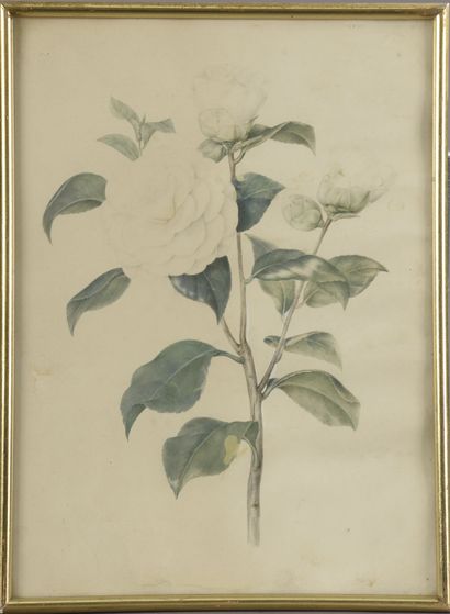 null Laure DEVERIA (XIXe siècle).

Roses blanches. 

Aquarelle signée en bas à droite...