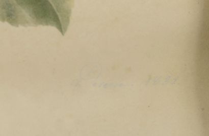 null Laure DEVERIA (XIXe siècle).

Roses blanches. 

Aquarelle signée en bas à droite...