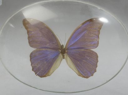 null Ensemble de deux papillons sous verre, l'un blanc et le second morpho sous verre...