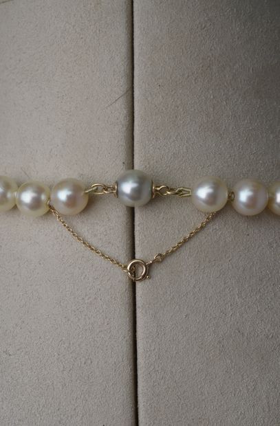 null Necklace of fifty-eight cultured pearls, the clasp in 18k yellow gold with a...