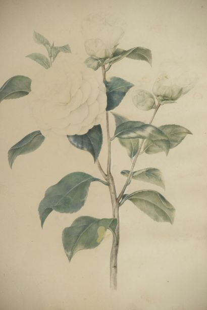 null Laure DEVERIA (XIXth century). 

 White Roses. 

Watercolour signed lower right...