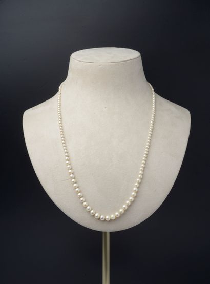 null Necklace of one hundred and forty-five cultured pearls, the clasp and safety...