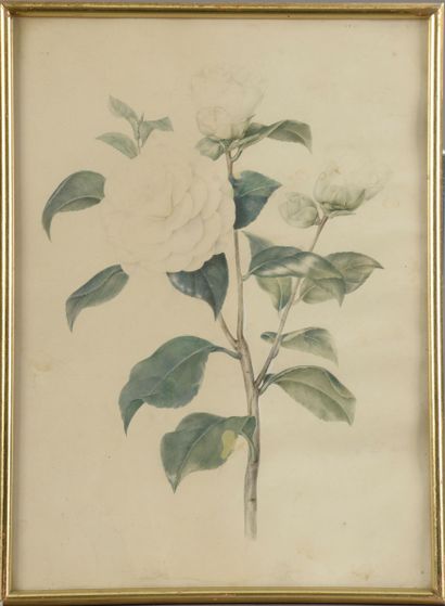 null Laure DEVERIA (XIXth century). 

 White Roses. 

Watercolour signed lower right...