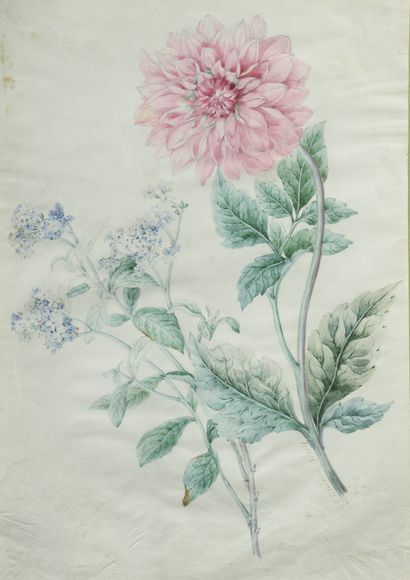 null J. CLEMENCE (XIXe siècle). 

Deux études de fleurs. 

Aquarelles signées 1837...