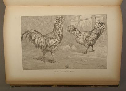 null BRECHEMIN Louis. Modern breeding of farmyard animals. Chickens and poultry houses,...