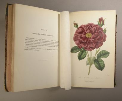 null [ANONYME] Roses et rosiers par des horticulteurs et des amateurs de jardinage....