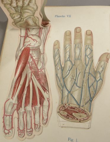 null [ANATOMIE] RABAUD (Etienne). Anatomie et physiologue du corps humain.Paris,...