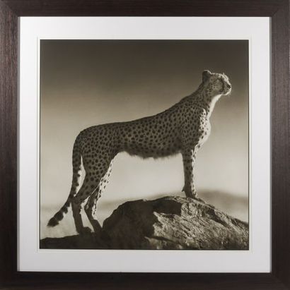 null Nick BRANDT (né en 1966).

Cheetah standing on rock, Serengeti (2007).

Tirage...