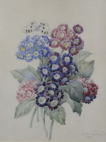 null Ernestine PANCKOUCKE (1784-1860).

Bouquet d'anémones.

Auricules et papillon...