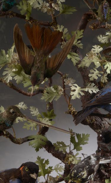 null 
Diorama of seventeen birds, including eleven hummingbirds, presented under...