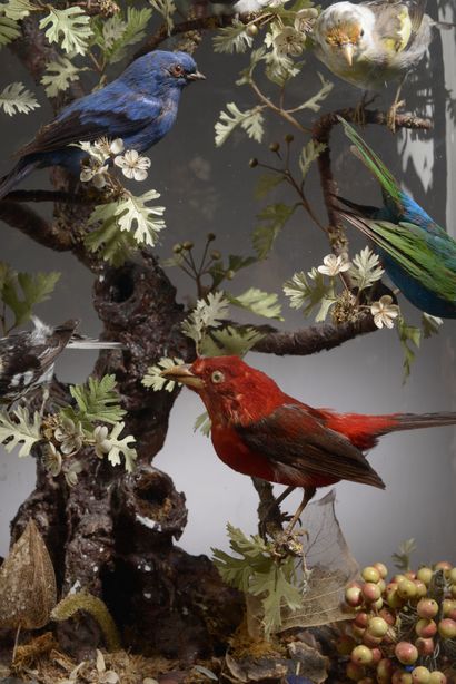 null 
Diorama of seventeen birds, including eleven hummingbirds, presented under...