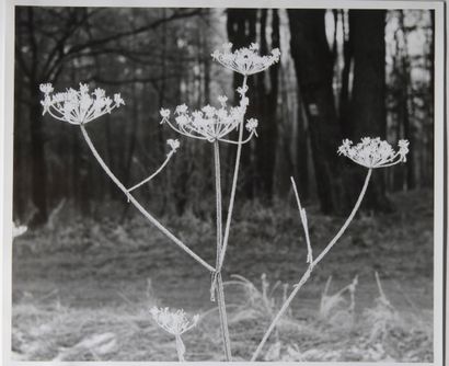 Vilem Reichmann (1908-1991)

Plant study,...