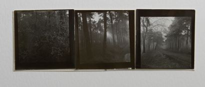 null Josef Sudek (1896-1976)

Forêt de Monsi, c. 1950.

Trois (3) épreuves argentiques...