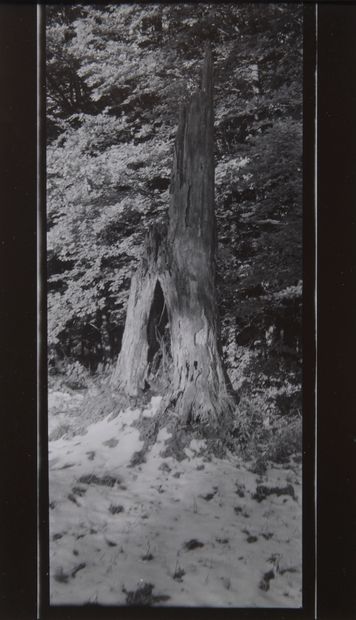 null Josef Sudek (1896-1976)

Mionsi Forest, c. 1966.

Vintage silver print. Signature...