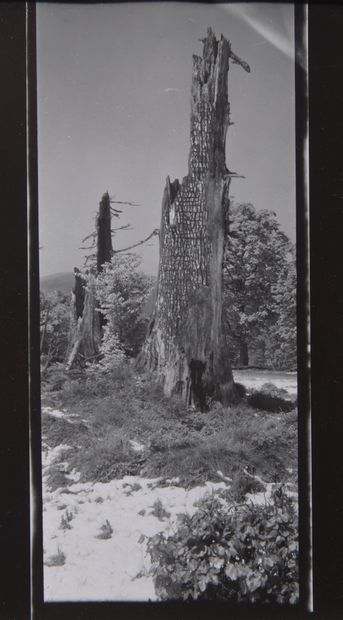 Josef Sudek (1896-1976)

Forêt de Mionsi,...