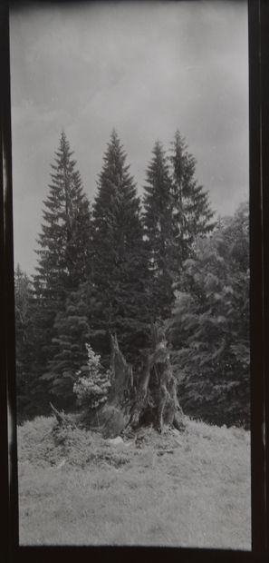 Josef Sudek (1896-1976)

Forêt de Mionsi,...