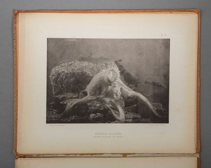 null FABRE-DOMERGUE. La photographie des Animaux aquatiques. Paris, Georges Carré...