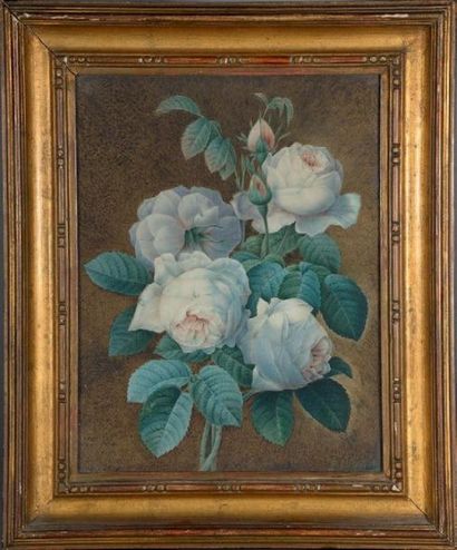 Pierre-Joseph REDOUTÉ (Saint-Hubert, Belgique, 1759 - Paris, 1840) Roses blanches...