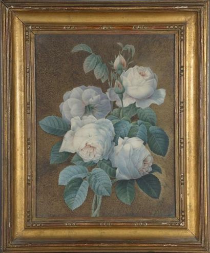 Atelier de Pierre-Joseph REDOUTÉ Roses blanches sur fond brun Aquarelle, Haut.: 35...