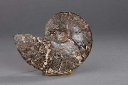 null Ammonite (NR) composite de type Cleoniceras de
Madagascar présentant une surface...