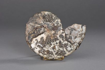 null Ammonite (NR) composite de type Cleoniceras de
Madagascar présentant une surface...