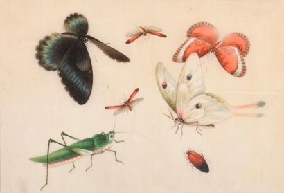 null Ecole Chinoise du XIXe. Fleurs, insectes, poissons et personnages. Environ douze...