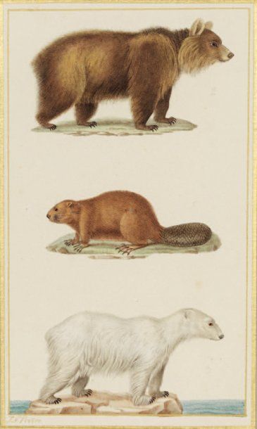 Jean Gabriel PRETRE (actif entre 1809 et 1840) Ours brun, castor et ours polaire...
