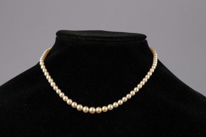 null Collier de quatre-vingt-deux perles de culture en chute, le fermoir mousqueton...